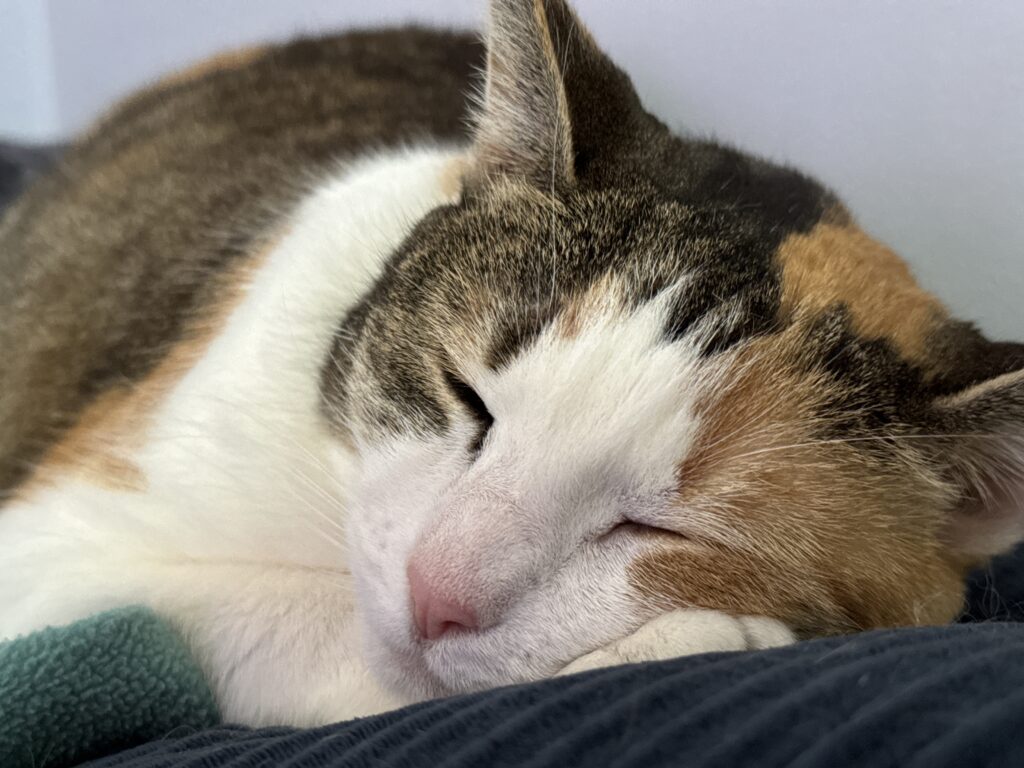 A white cat, named Aphrodite, asleep on the couch.